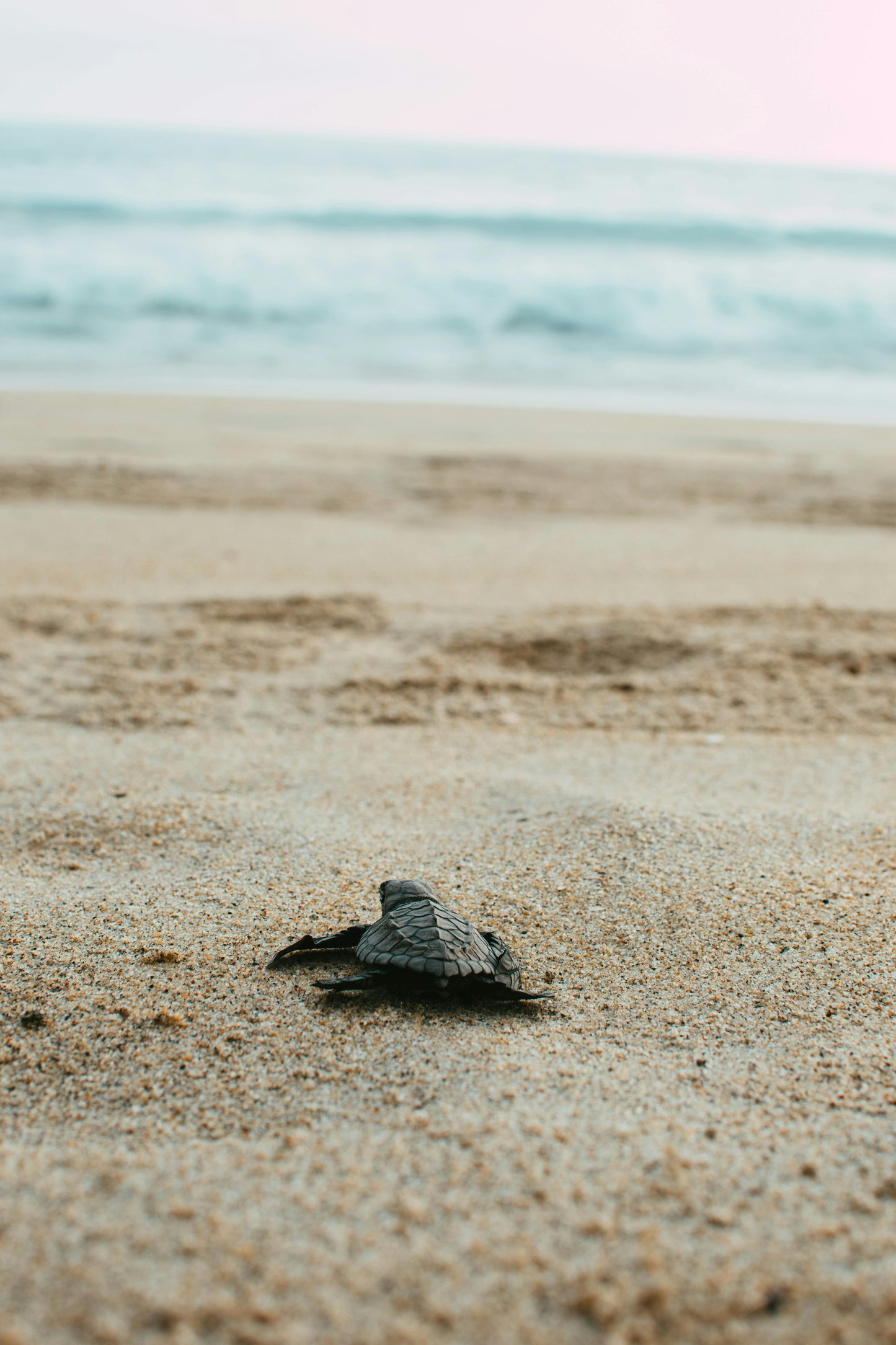 Turtle Going Into Ocean