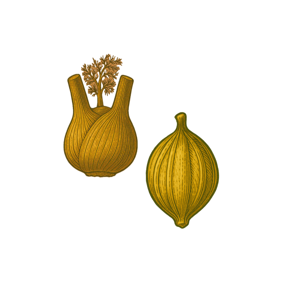 Illustration of fennel and anise on a white background