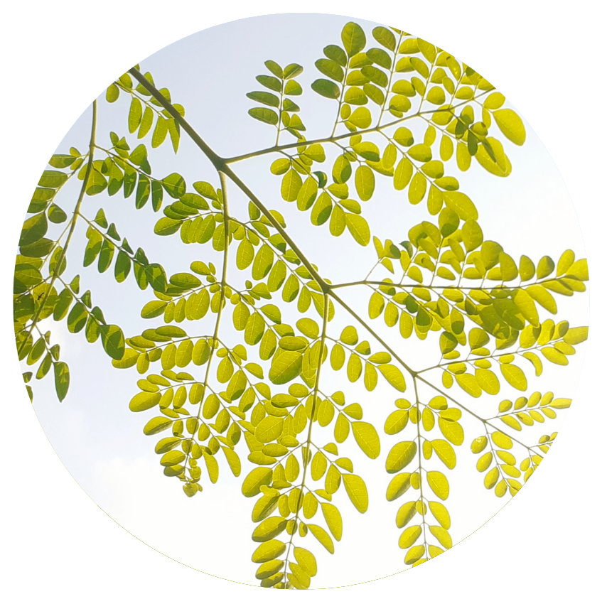 Moringa Leaves against sky